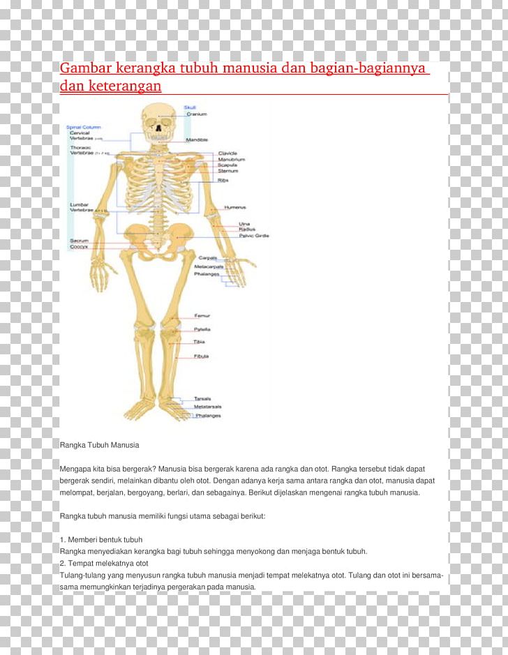 Human Musculoskeletal System Homo Sapiens Human Skeleton Human Body Muscular System PNG, Clipart, Anatomy, Bone, Costume Design, Diagram, Fantasy Free PNG Download