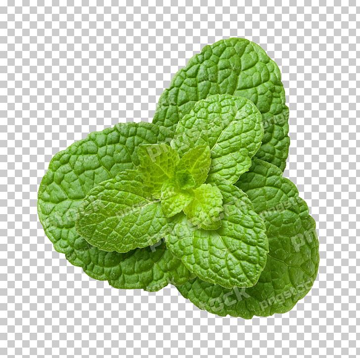 Tea Mentha Spicata Peppermint Herb Plant PNG, Clipart, Bay Leaf, Electronic Cigarette, Food, Gourd, Health Free PNG Download