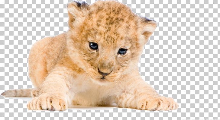 White Lion Tiger Desktop Cat PNG, Clipart, Animals, Big Cats, Carnivoran, Cat, Cat Like Mammal Free PNG Download