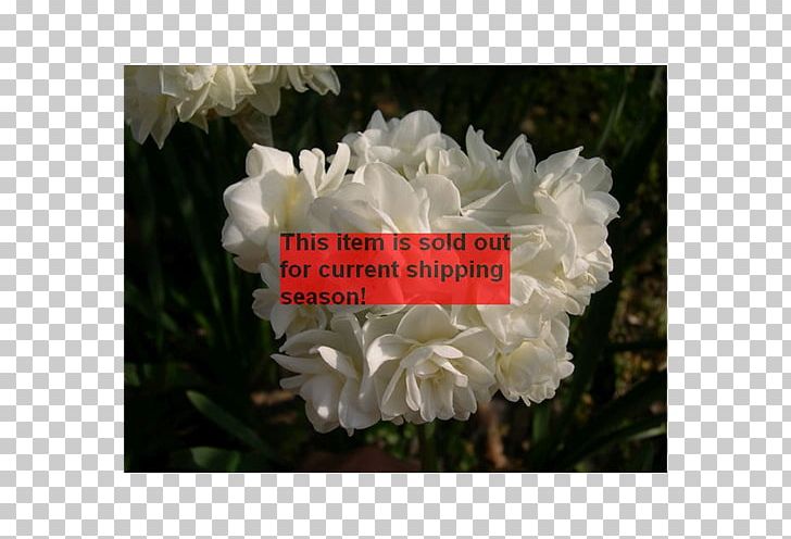 Floribunda Gardenia Peony Herbaceous Plant Shrub PNG, Clipart, Annual Plant, Floribunda, Flower, Flowering Plant, Gardenia Free PNG Download