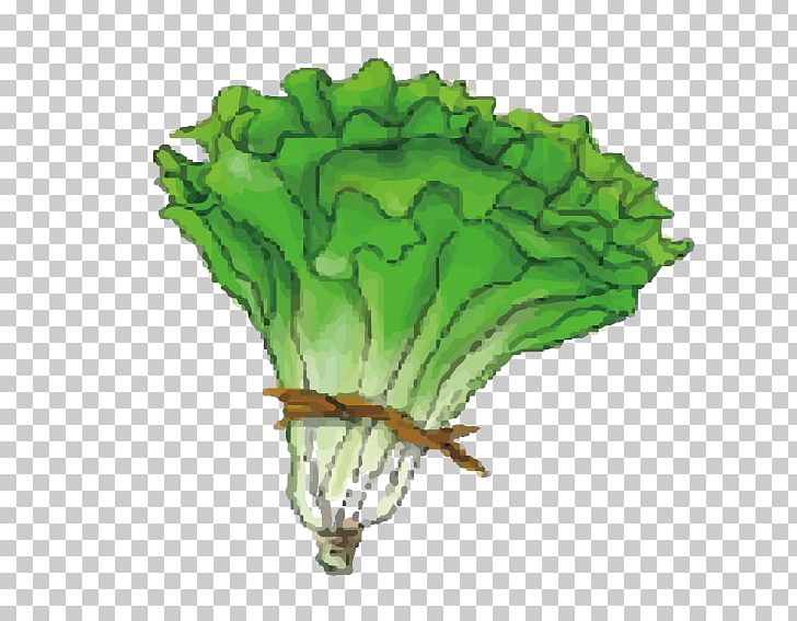 Cabbage Leaf Vegetable Lettuce PNG, Clipart, Boy Cartoon, Brassica Oleracea, Cabbage, Cabbage Vector, Cartoon Free PNG Download