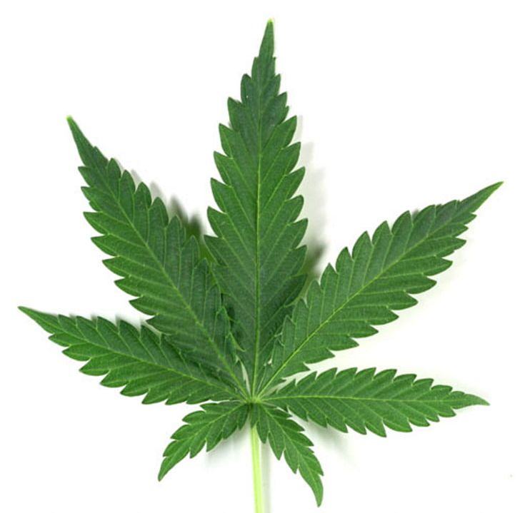 Cannabis Cup Cannabis Sativa Medical Cannabis PNG, Clipart, Cannabis, Cannabis Cultivation, Cannabis Cup, Cannabis Sativa, Drug Free PNG Download