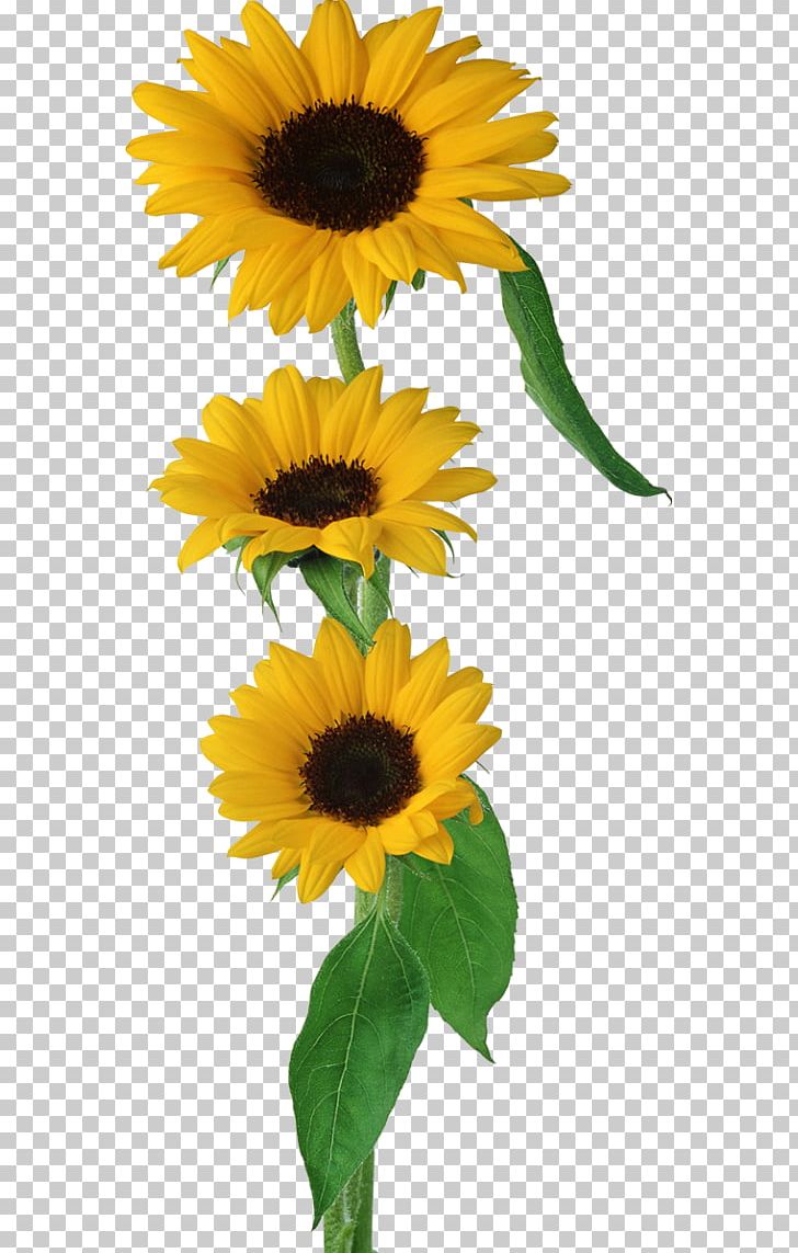 Common Sunflower PNG, Clipart, Annual Plant, Common Sunflower, Daisy Family, Data Compression, Digital Image Free PNG Download