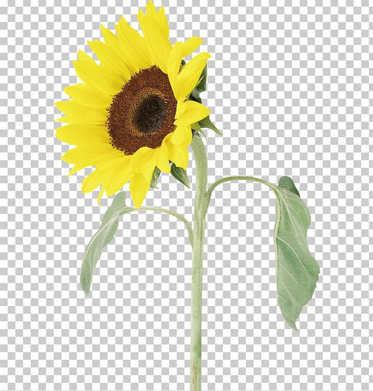 Common Sunflower Sunflower Seed PNG, Clipart, Cut Flowers, Daisy Family, Flowe, Flower, Flowering Plant Free PNG Download