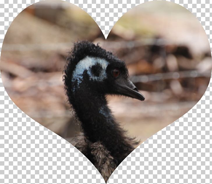 Emu Oil Health Bird PNG, Clipart, Adipose Tissue, Animal, Beak, Bird, Cns Free PNG Download