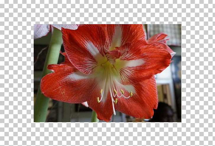 Hippeastrum Amaryllis Belladonna Lily Of The Incas Daylily PNG, Clipart, Alstroemeriaceae, Amaryllis, Amaryllis Belladonna, Amaryllis Family, Belladonna Free PNG Download