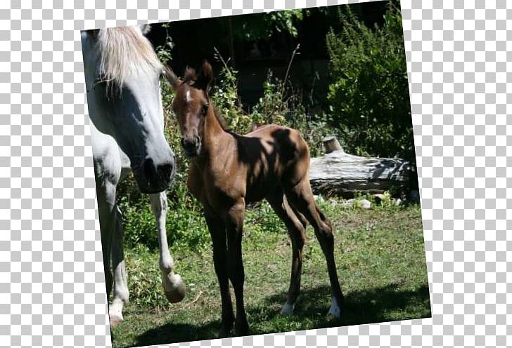 Mare Foal Stallion Mustang Colt PNG, Clipart, Colt, Fauna, Foal, Grass, Horse Free PNG Download