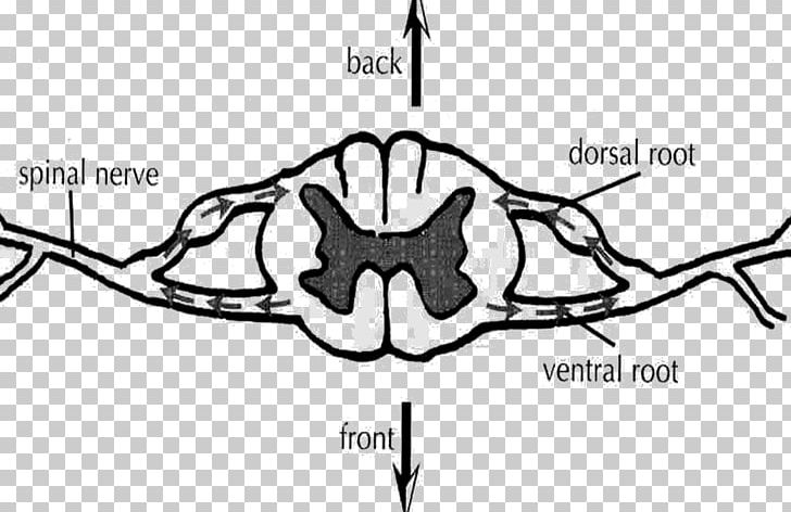 Ventral Root Of Spinal Nerve Dorsal Root Of Spinal Nerve Spinal Cord Dorsal Root Ganglion PNG, Clipart, Anatomy, Angle, Black, Black And White, Bone Free PNG Download
