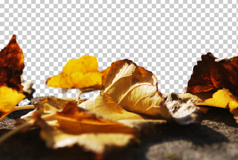 Leaf Still Life Photography Youtube Black PNG, Clipart, Black, Color, Leaf, Michael Stevens, Momentum Free PNG Download