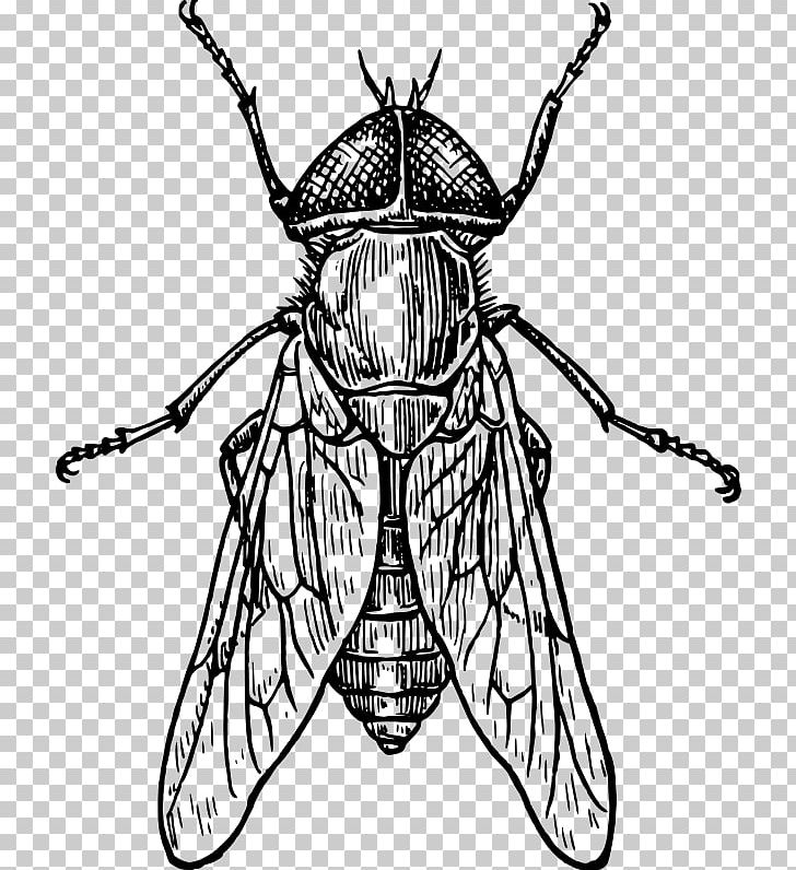 Premium Vector | Collection of monochrome illustrations of insects in sketch  style