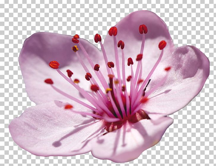 Flower Cherry Blossom Floral Design PNG, Clipart, Artificial Flower, Blossom, Branch, Cherry, Cherry Blossom Free PNG Download