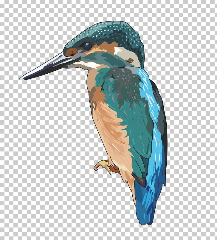 Kingfisher Bird PNG, Clipart, Animals, Beak, Belted Kingfisher, Bird, Computer Icons Free PNG Download