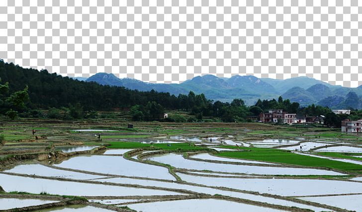 Paddy Field Arable Land Terrace Agriculture PNG, Clipart, Agriculture, Farm, Festival, Field, Fields Free PNG Download