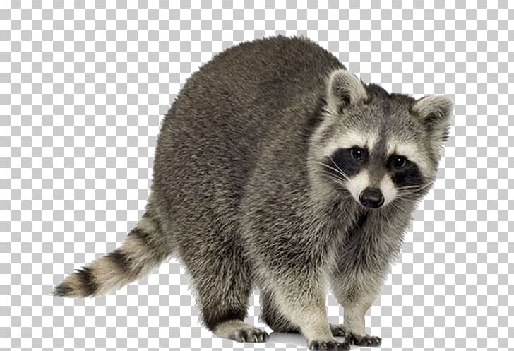 Raccoon Squirrel Trapping Pest Control Nuisance Wildlife Management PNG, Clipart, Animals, Carnivoran, Coon, Cute Raccoon, Explosion Effect Material Free PNG Download
