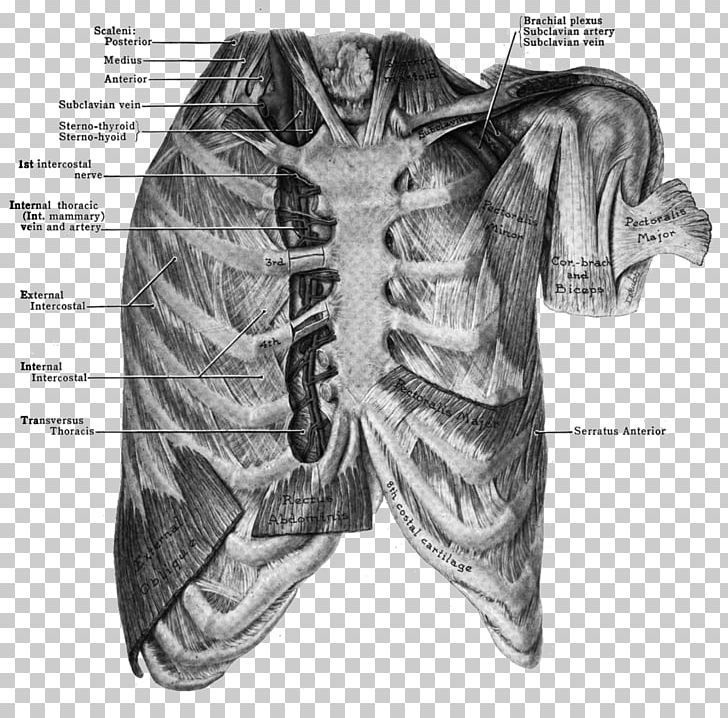 Costochondritis Internal Thoracic Artery Pericardiacophrenic Artery Sternum PNG, Clipart, Abdomen, Arm, Artery, Chest, Chondroitin Free PNG Download