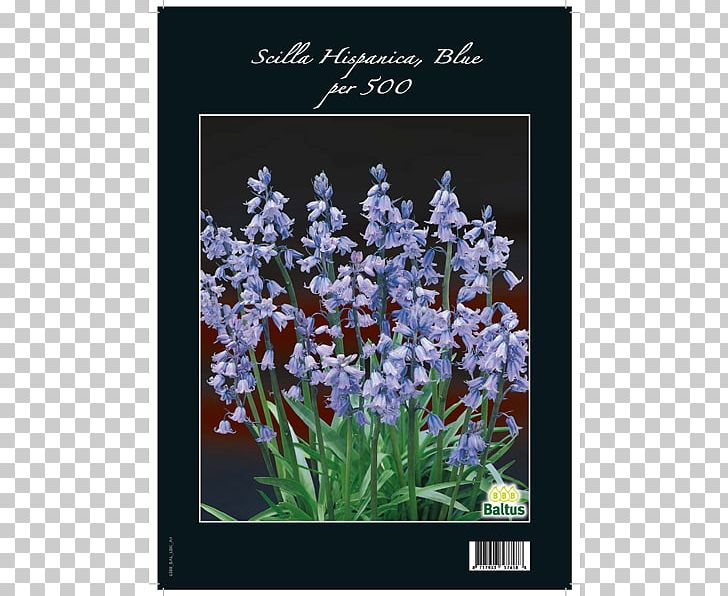 English Lavender Flora Hyacinth Spanish Bluebell Violet PNG, Clipart, English Lavender, Flora, Flower, Flowering Plant, Hyacinth Free PNG Download
