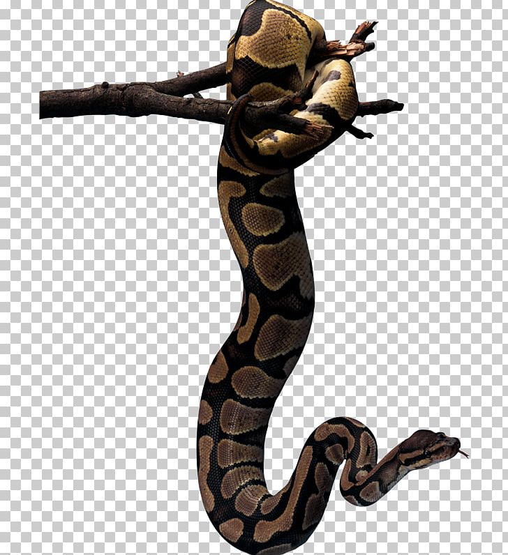 Snake Garden Of Eden Serpents In The Bible Genesis PNG, Clipart, Adam, Adam And Eve, Adam In Islam, Animal, Ball Python Free PNG Download