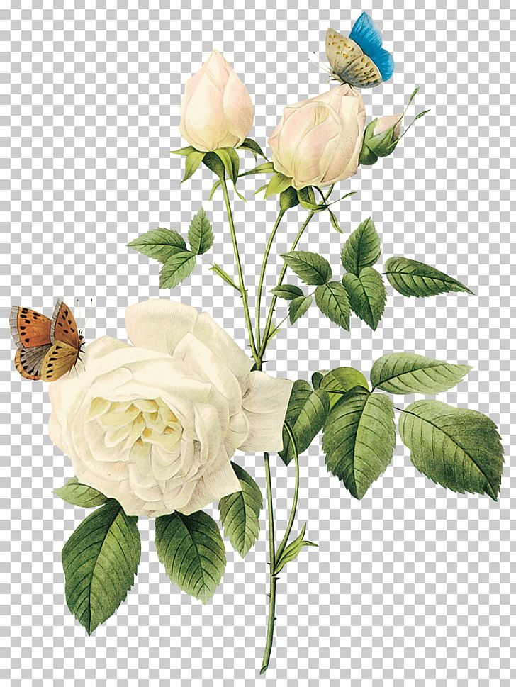 White Roses PNG, Clipart, White Roses Free PNG Download