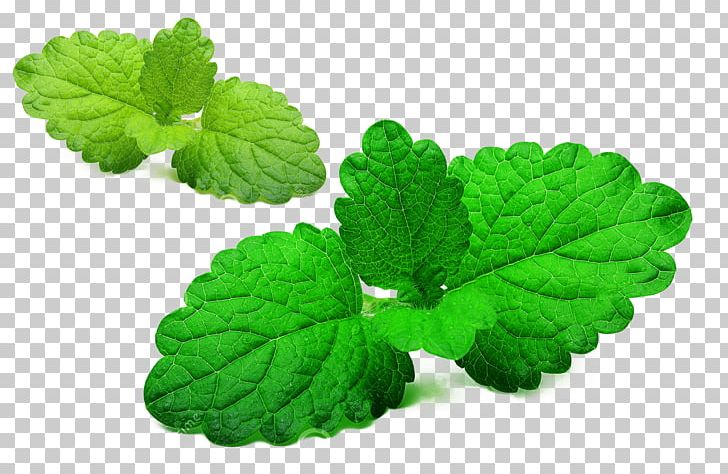 Mentha Spicata Lemon Balm Green Leaf PNG, Clipart, Annual Plant, Autumn Leaf, Fruit Nut, Green, Green Leaf Free PNG Download