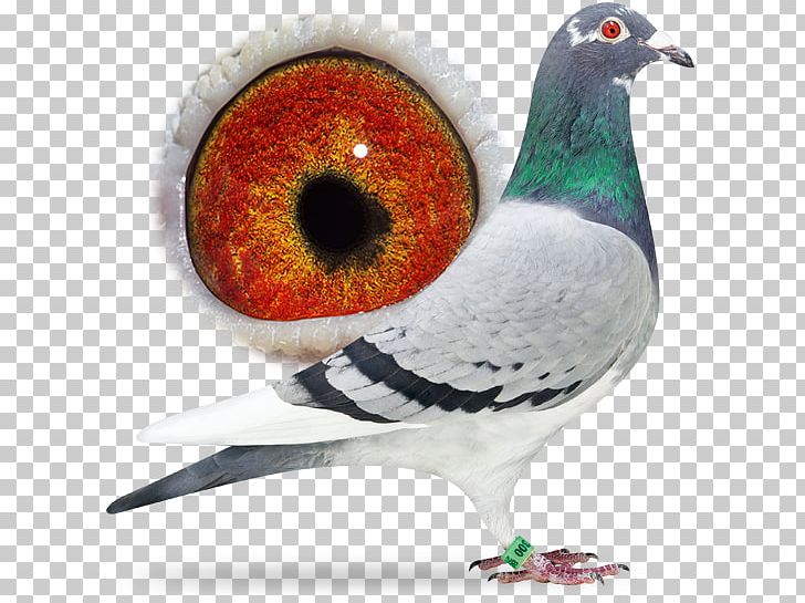 Racing Homer Homing Pigeon Columbidae Beak Fancy Pigeon PNG, Clipart, Animals, Beak, Bird, Breed, Columbidae Free PNG Download