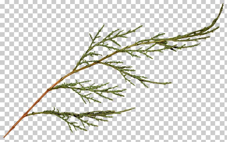 Twig Branch Plant Stem Leaf Tree PNG, Clipart, Branch, Family, Field, Grass, Grasses Free PNG Download