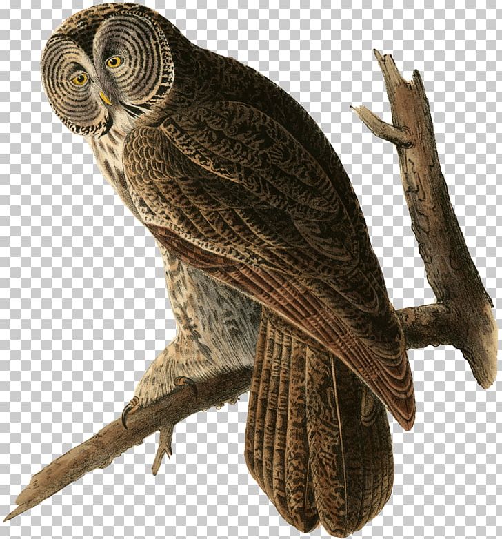 Great Grey Owl The Birds Of America Great Horned Owl PNG, Clipart, Animals, Barred Owl, Beak, Bird, Bird Of Prey Free PNG Download