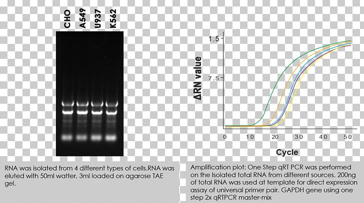 RNA Extraction Cell Isolation Polymerase PNG, Clipart, Amines Biotech Private Limited, Brand, Buffer Solution, Cell, Cell Culture Free PNG Download