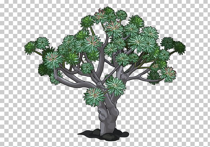 Canary Islands Euphorbia Canariensis Euphorbia Balsamifera Dragon Tree Plant PNG, Clipart, Bonsai, Branch, Canary Islands, Dracaena, Dragon Tree Free PNG Download