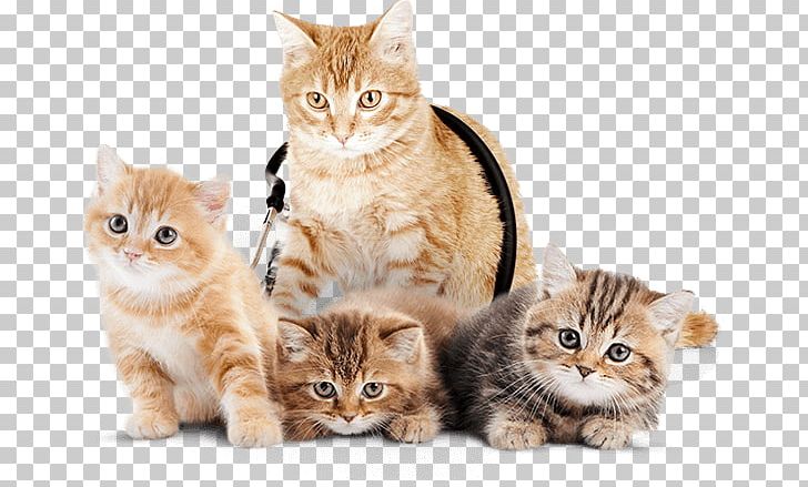 Kitten Dog Veterinarian Felidae British Shorthair PNG, Clipart, Animal Welfare, Asian, Breed, British Shorthair, Carnivoran Free PNG Download