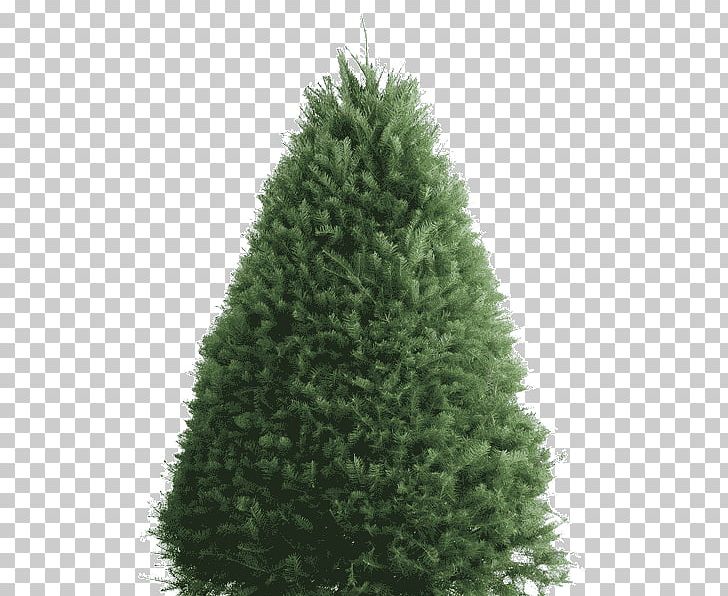 Balsam Fir Douglas Fir Artificial Christmas Tree PNG, Clipart, Biome, Christmas, Christmas Decoration, Christmas Tree, Christmas Tree Cultivation Free PNG Download