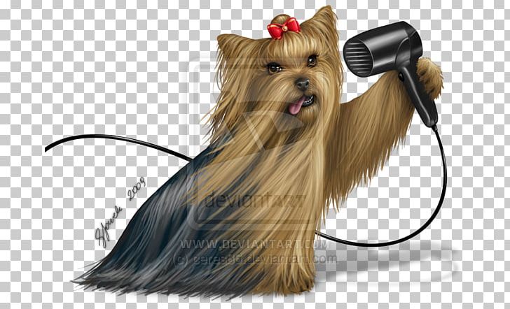 Yorkshire Terrier Australian Silky Terrier Cairn Terrier West Highland White Terrier Companion Dog PNG, Clipart, Australian Silky Terrier, Breed, Cairn Terrier, Carnivoran, Companion Dog Free PNG Download