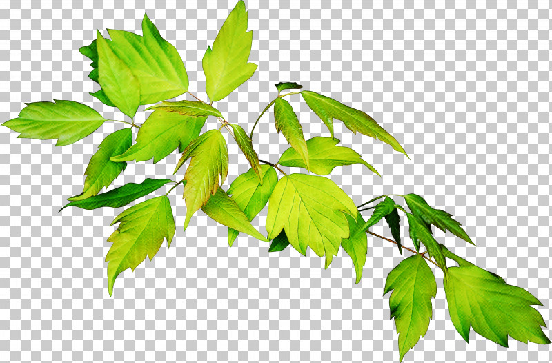 Plane PNG, Clipart, Branch, Flower, Herb, Houseplant, Leaf Free PNG Download