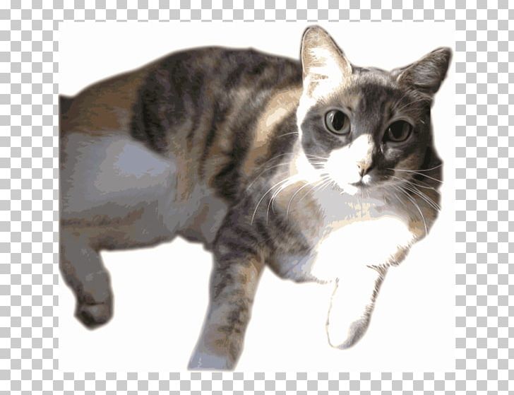 American Shorthair Whiskers American Wirehair European Shorthair Manx Cat PNG, Clipart, American Wirehair, Asian, British Shorthair, Calico Cat, California Spangled Free PNG Download