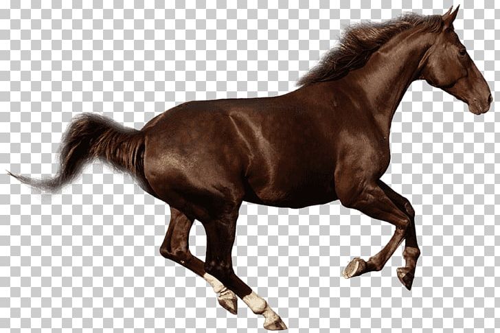 Budyonny Horse Gallop Foal Mare Stock Photography PNG, Clipart, Amazone Zu Pferde, Animal Figure, Bridle, Budyonny Horse, Chestnut Free PNG Download