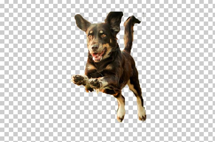 Dog Puppy Runs PNG, Clipart, Allegro, Android, Animals, Athlete Running, Athletics Running Free PNG Download