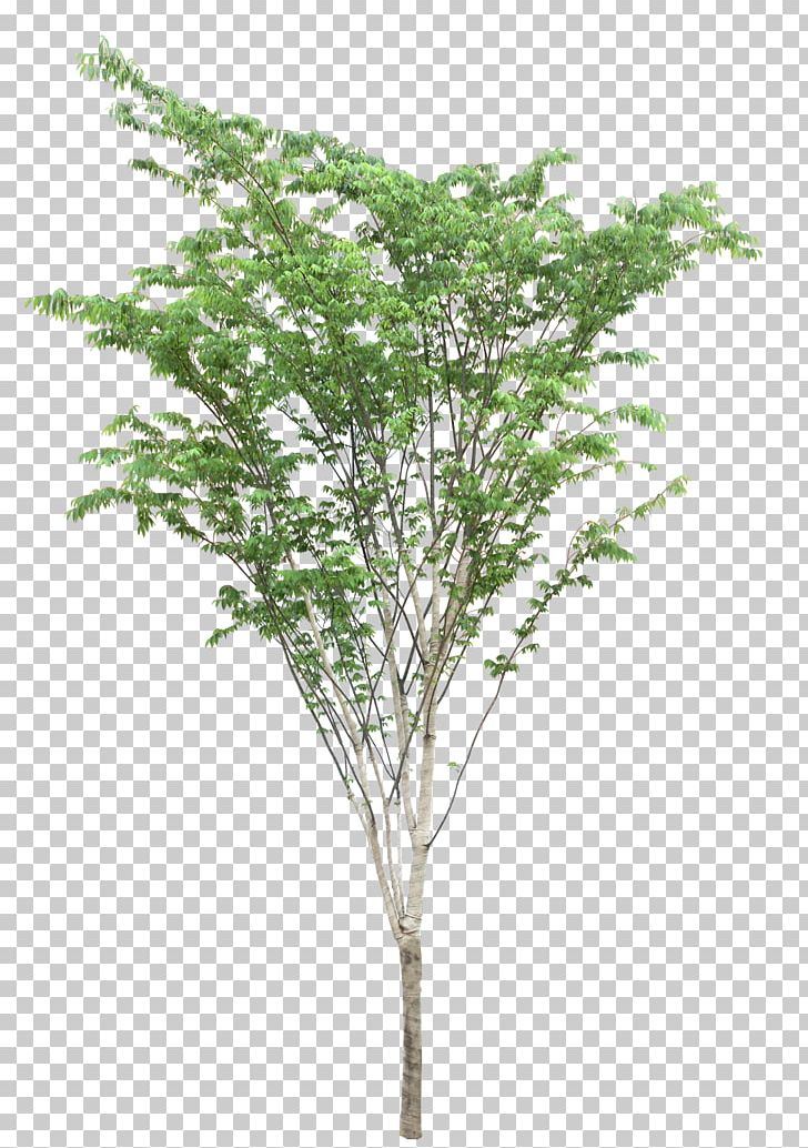 Landscape Tree Nature PNG, Clipart, Animation, Birch, Branch, Computer Icons, Directory Free PNG Download