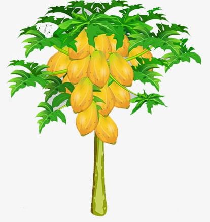 Papaya Tree PNG, Clipart, Beautiful, Decoration, Landscape, Papaya, Papaya Clipart Free PNG Download
