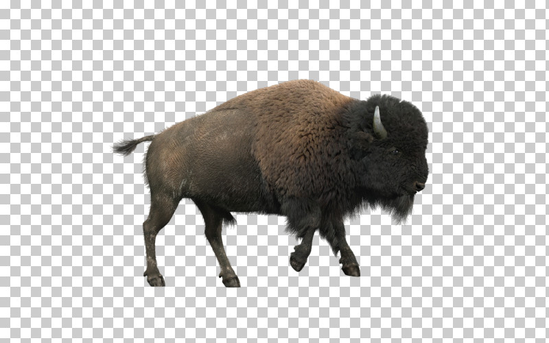 Bison Snout Boar Bovine Livestock PNG, Clipart, Bison, Boar, Bovine, Livestock, Snout Free PNG Download