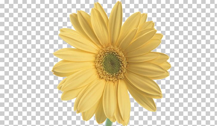 Flower Mobile Phone PNG, Clipart, Chrysanthemum Chrysanthemum, Chrysanthemums, Daisy Family, Flower, Flowers Free PNG Download