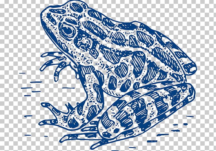 Frog Drawing PNG, Clipart, Amphibian, Animals, Area, Art, Artwork Free PNG Download