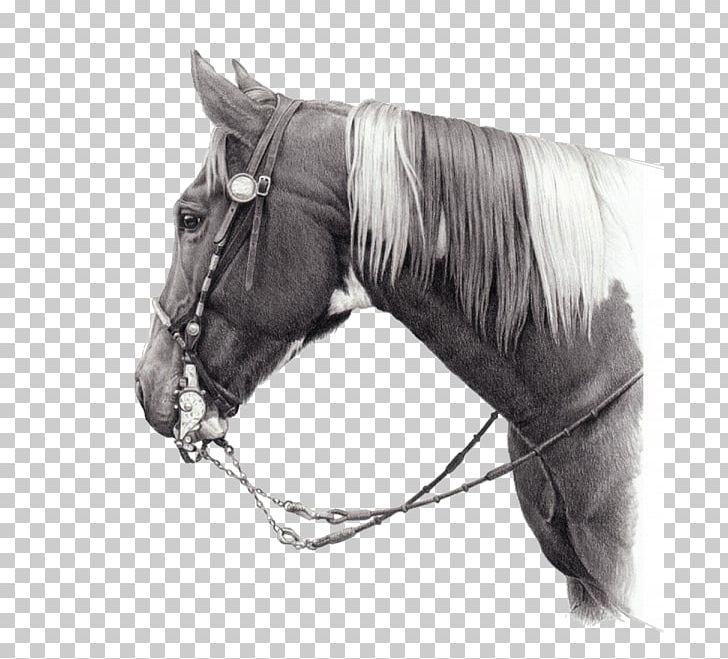 Halter Mustang Stallion Rein Bridle PNG, Clipart, Bit, Black And White, Bridle, Halter, Horse Free PNG Download