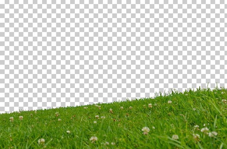 Lawn Grassland Slope Meadow Artificial Turf PNG, Clipart, Artificial Turf, Crop, Field, Grass, Grasses Free PNG Download