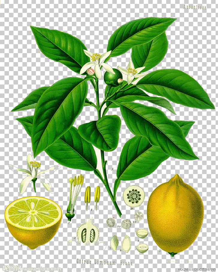 Juice Ponderosa Lemon Citron Kxf6hlers Medicinal Plants PNG, Clipart, Autumn Leaf, Bitter Orange, Botany, Citric Acid, Citrus Free PNG Download