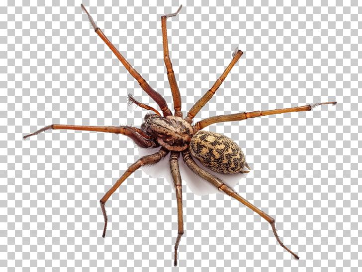 Do You Know Spiders? Pest Control Mouse PNG, Clipart, Arachnid, Arachnology, Araneus, Insects, Mouse Free PNG Download