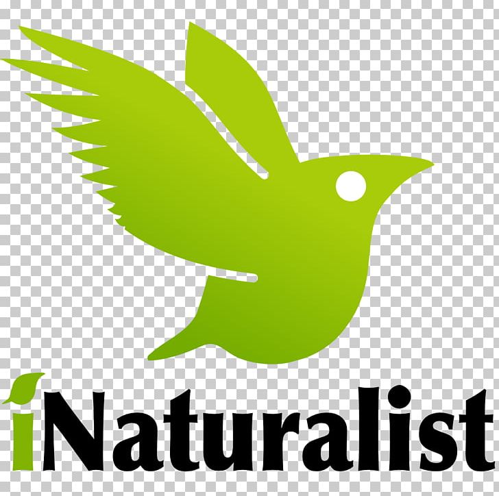 INaturalist Android IPhone PNG, Clipart, Android, Area, Artwork, Beak, Biodiversity Free PNG Download