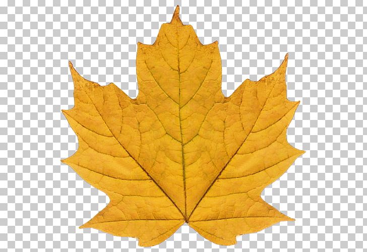 Maple Leaf Plane Trees Plane Tree Family PNG, Clipart, Leaf, Maple, Maple Leaf, Plane Tree Family, Plane Trees Free PNG Download