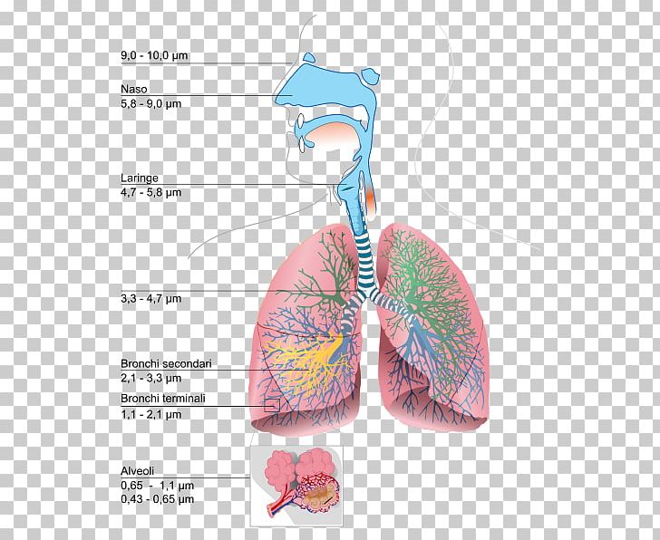 Respiratory System Lung Breathing Urdu Respiration PNG, Clipart, Blood, Breathing, Bronchus, Danger, Definition Free PNG Download