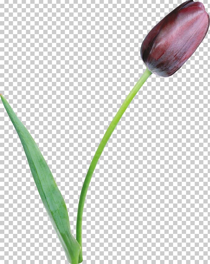Tulipa Clusiana Flower Lilac Petal PNG, Clipart, Blue, Bud, Chomikujpl, Color, Flower Free PNG Download