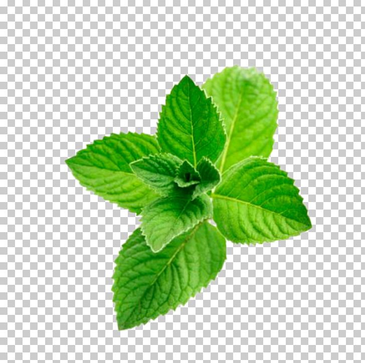 Peppermint Distillation Menthol Oil Flavor PNG, Clipart, Aroma Compound, Distillation, Essential Oil, Flavor, Food Free PNG Download
