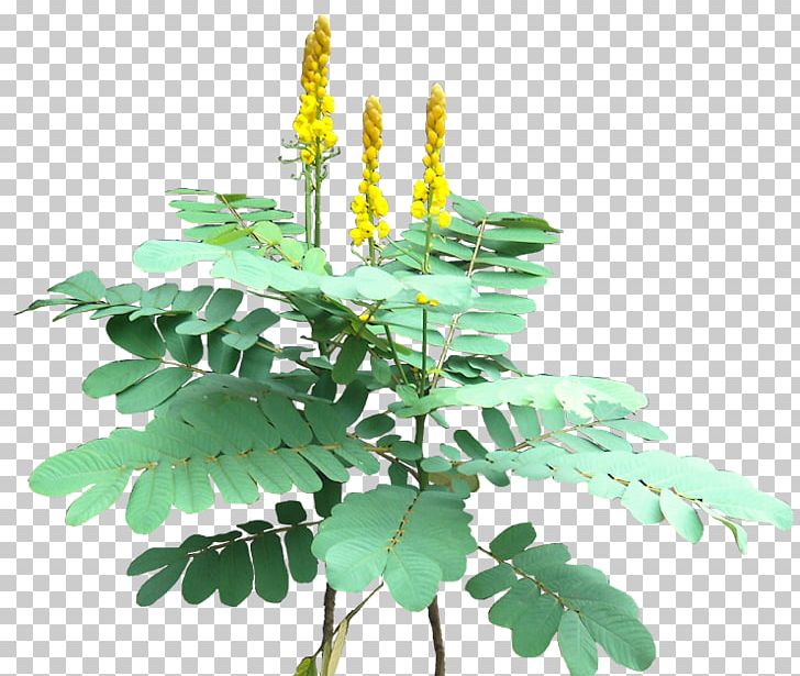 Senna Alata Golden Shower Tree Plectranthus Scutellarioides Plant Clusia PNG, Clipart, Banana, Cassia, Cloud Forest, Clusia, Fern Free PNG Download